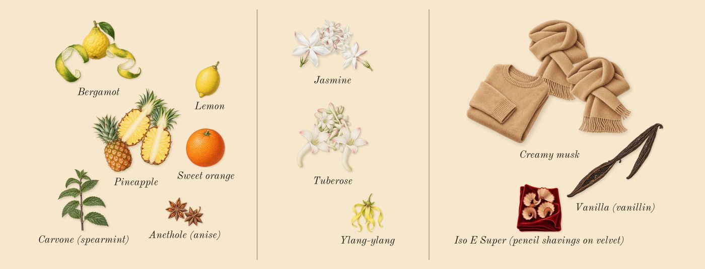 My Way Sunny Vanilla’s scent picture, a draft: pineapple, bergamot, tuberose, jasmine, vanilla (vanillin), creamy musk drawn so far; dashed outlines where nothing is drawn yet