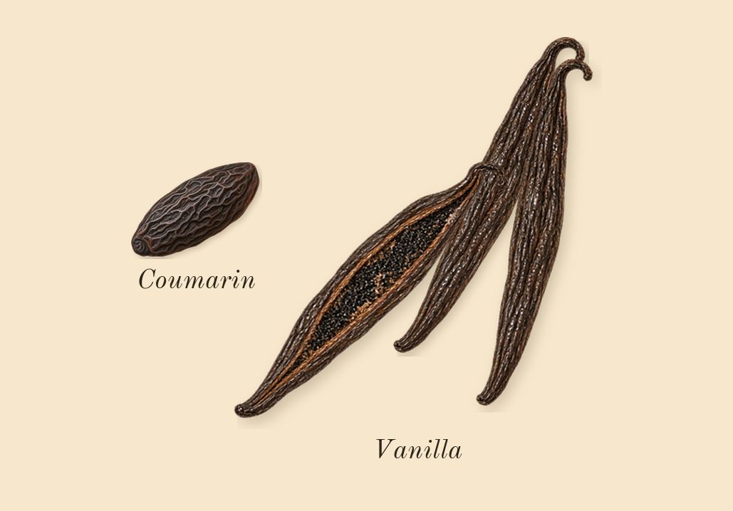 Sì, dry-down: Vanilla, Coumarin
