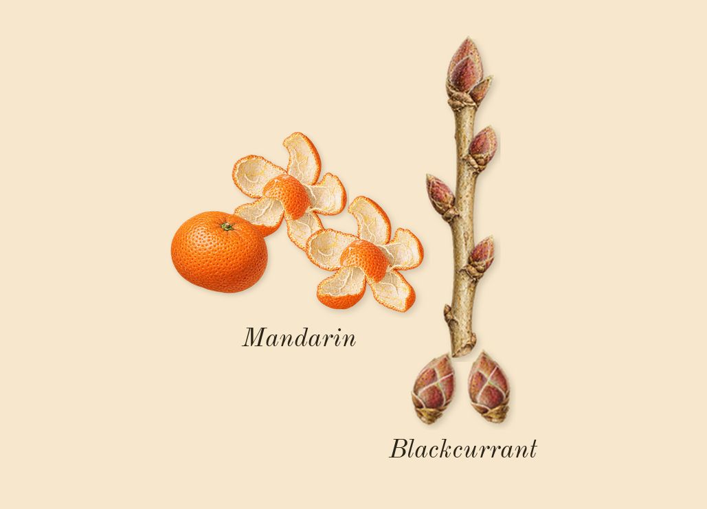 Sì, top notes: Blackcurrant, Mandarin