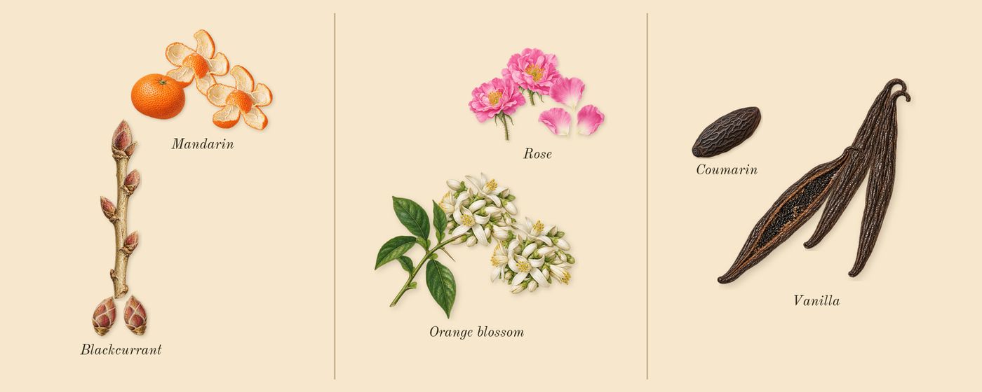 Sì’s scent picture, a draft: blackcurrant, mandarin, orange blossom, vanilla, rose, coumarin drawn so far; dashed outlines where nothing is drawn yet