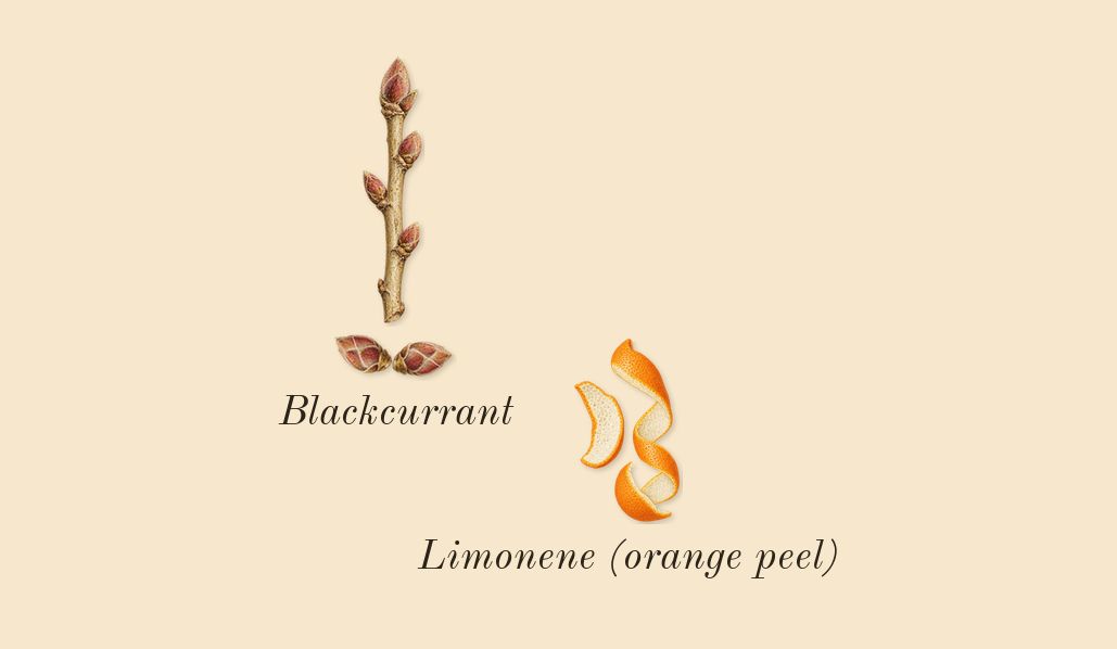 Sì, top notes: Blackcurrant, Limonene (orange peel)