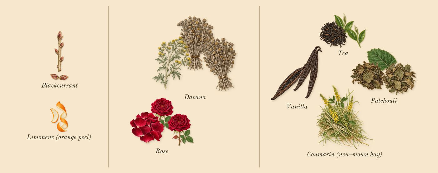 Sì’s scent picture, a draft: blackcurrant, rose, davana, vanilla, tea, patchouli drawn so far; dashed outlines where nothing is drawn yet