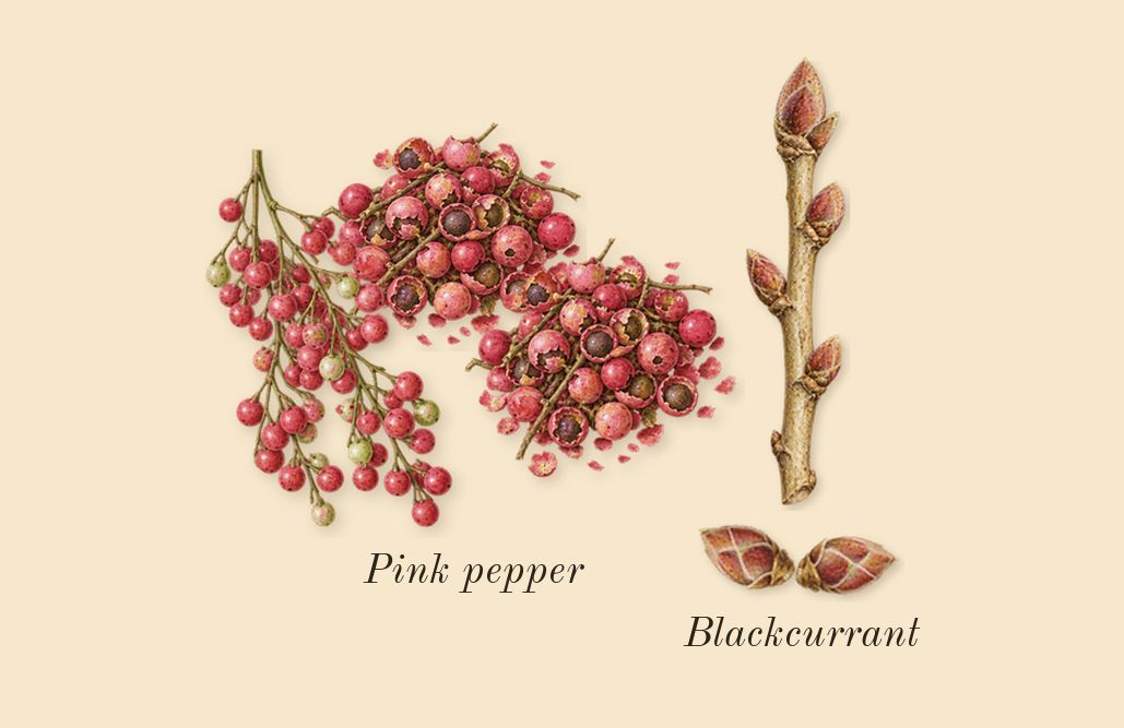 Sì Passione, top notes: Blackcurrant, Pink pepper
