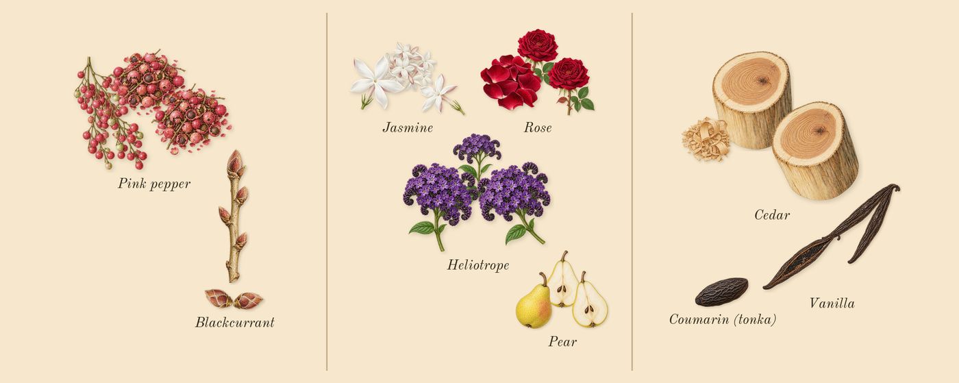 Sì Passione’s scent picture, a draft: blackcurrant, jasmine, cedar, pear, rose, vanilla drawn so far; dashed outlines where nothing is drawn yet