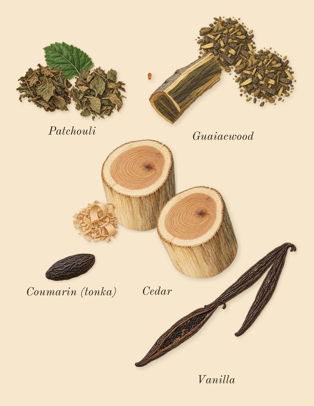Stronger With You Absolutely, dry-down: Cedar, Vanilla, Guaiacwood, Patchouli, Coumarin (tonka)