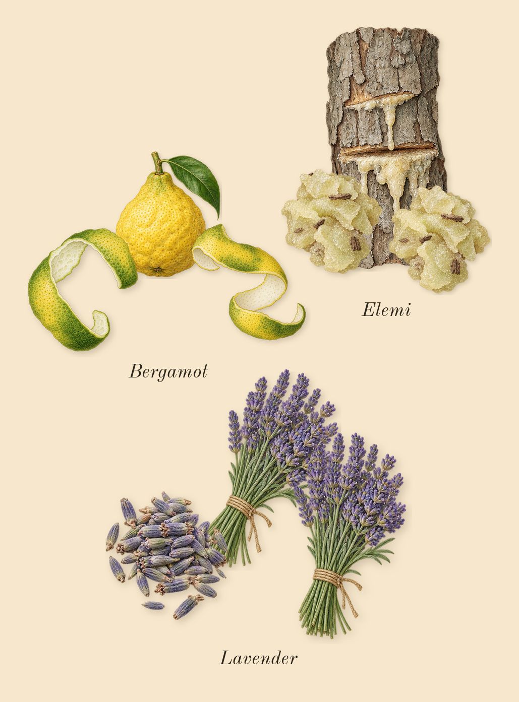 Stronger With You Absolutely, top notes: Bergamot, Lavender, Elemi