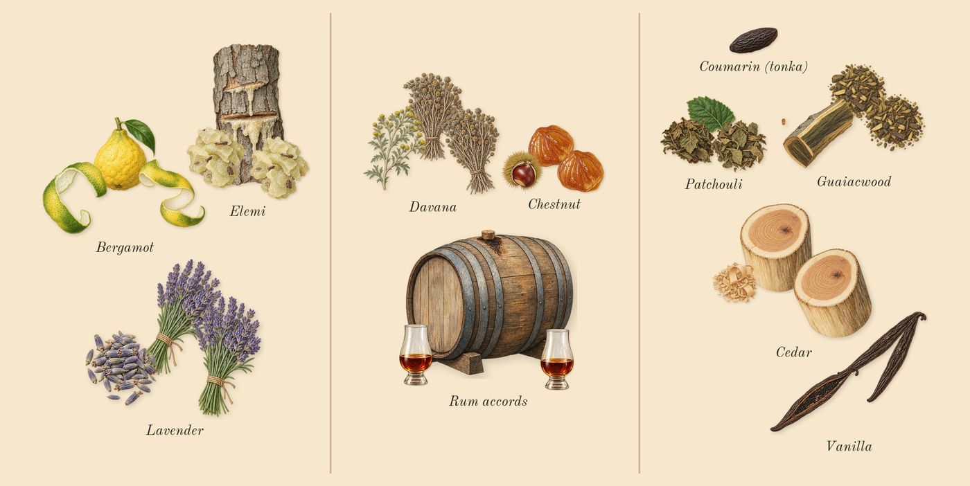 Stronger With You Absolutely’s scent picture, a draft: rum accords, cedar, vanilla, bergamot, lavender, elemi drawn so far; dashed outlines where nothing is drawn yet