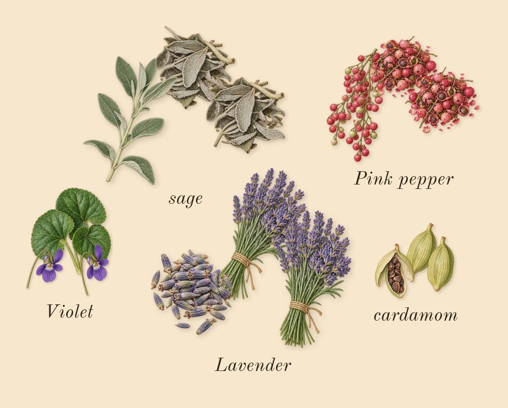 Stronger With You, top notes: Pink pepper, sage, cardamom, Violet, Lavender