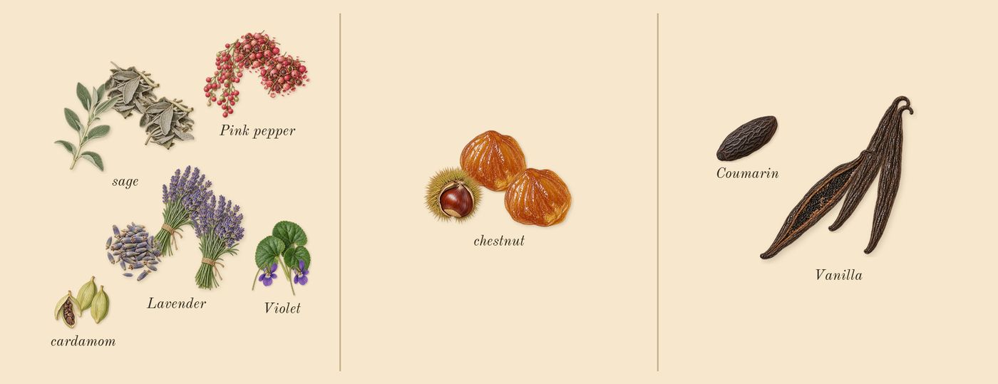 Stronger With You’s scent picture, a draft: pink pepper, sage, chestnut, cardamom, violet, lavender drawn so far; dashed outlines where nothing is drawn yet