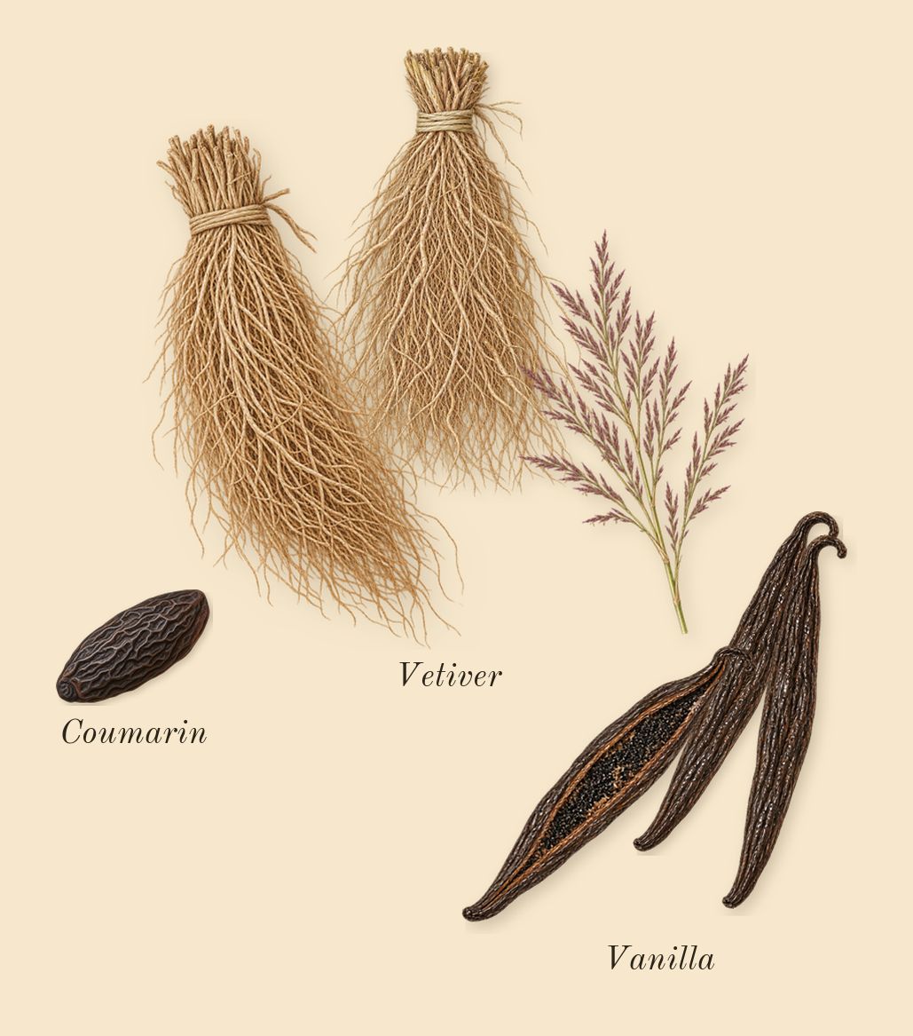 Stronger With You Intensely, dry-down: Vanilla, Vetiver, Coumarin
