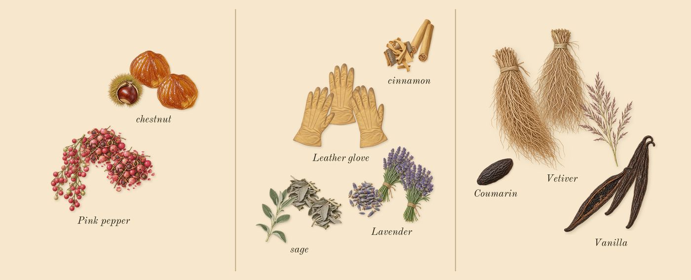 Stronger With You Intensely’s scent picture, a draft: pink pepper, chestnut, lavender, sage, vanilla, cinnamon drawn so far; dashed outlines where nothing is drawn yet