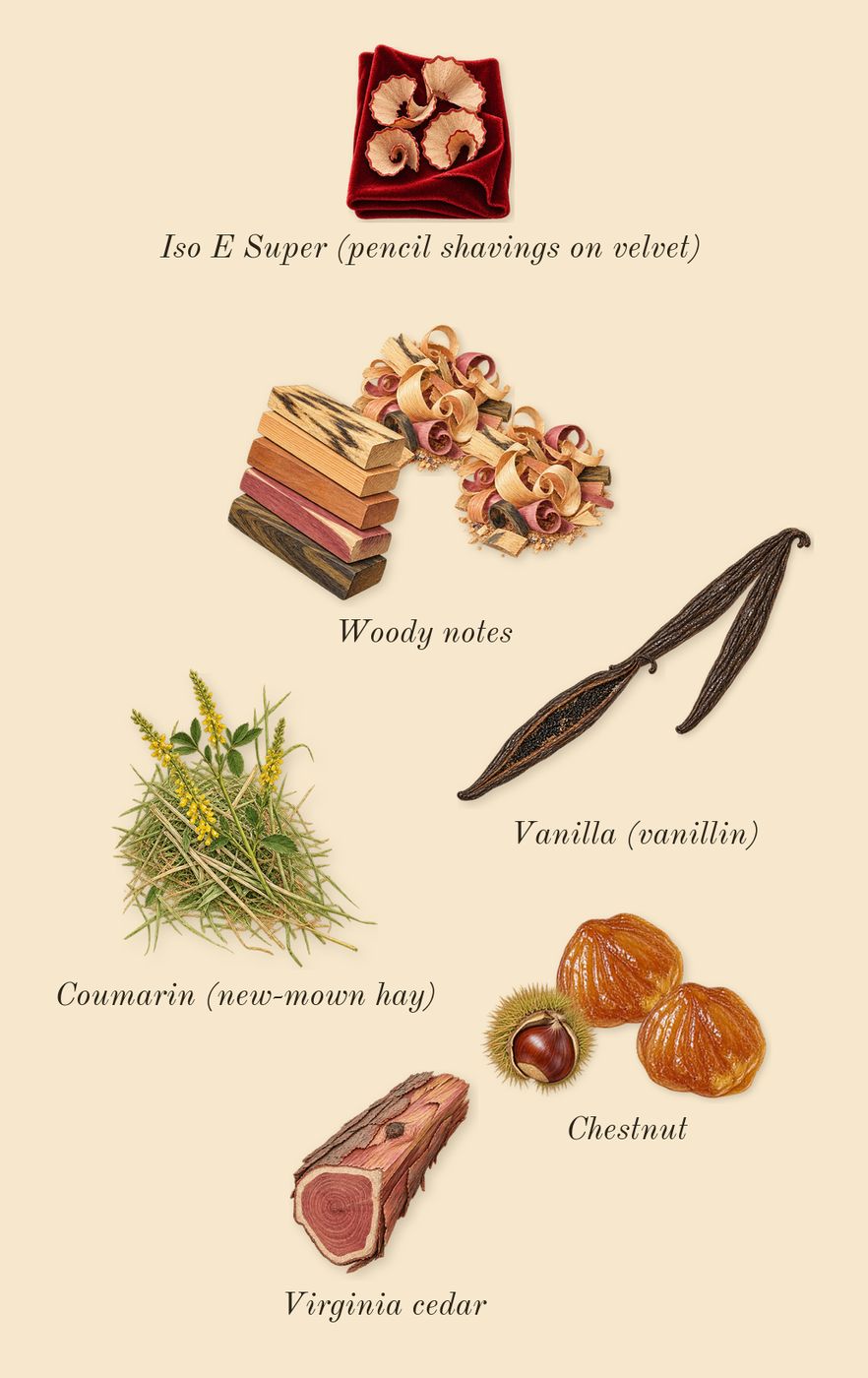Stronger With You Powerfully, dry-down: Woody notes, Chestnut, Vanilla (vanillin), Virginia cedar, Iso E Super (pencil shavings on velvet), Coumarin (new-mown hay)