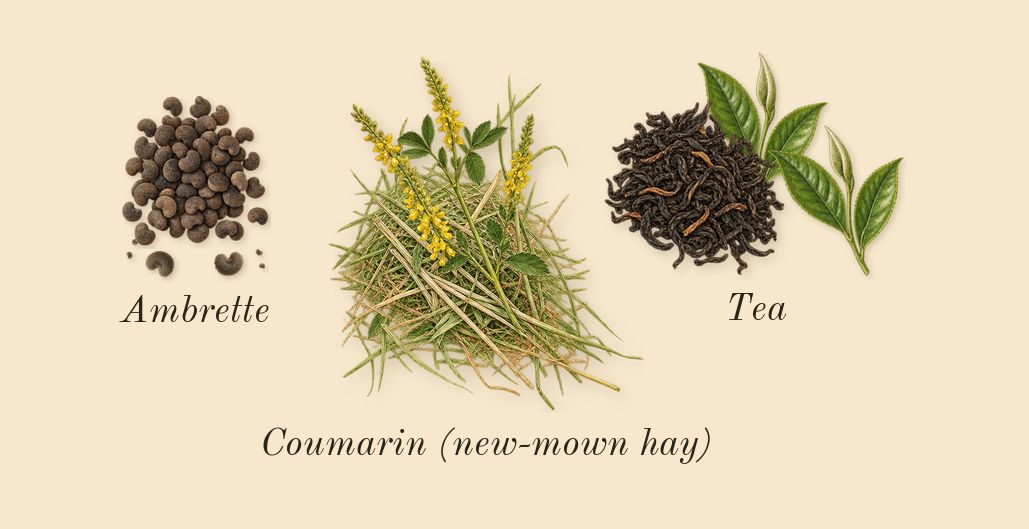 Thé Yulong, dry-down: Tea, Ambrette, Coumarin (new-mown hay)
