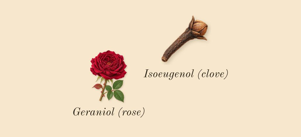 Thé Yulong, heart: Geraniol (rose), Isoeugenol (clove)
