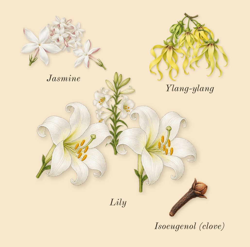 Vert Malachite, heart: Lily, Ylang-ylang, Jasmine, Isoeugenol (clove)
