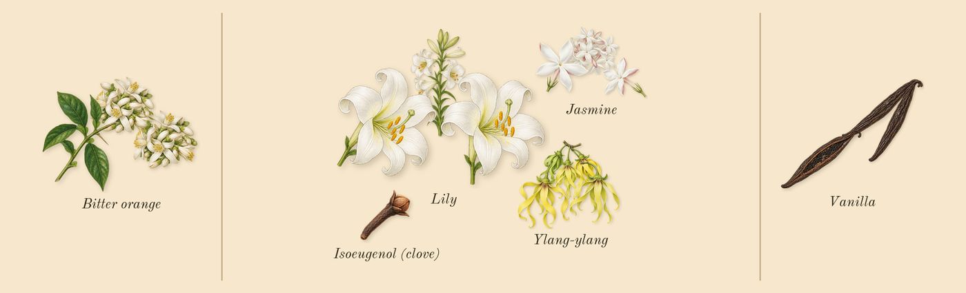 Vert Malachite’s scent picture, a draft: lily, ylang-ylang, jasmine, bitter orange, vanilla, isoeugenol (clove) drawn so far; dashed outlines where nothing is drawn yet