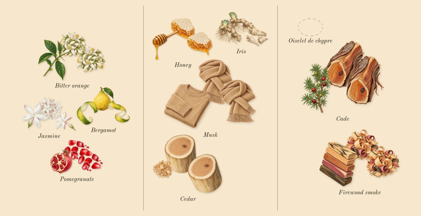 L'Or de Louis’s scent picture, a draft: bitter orange, pomegranate, bergamot, jasmine, honey, iris drawn so far; dashed outlines where nothing is drawn yet