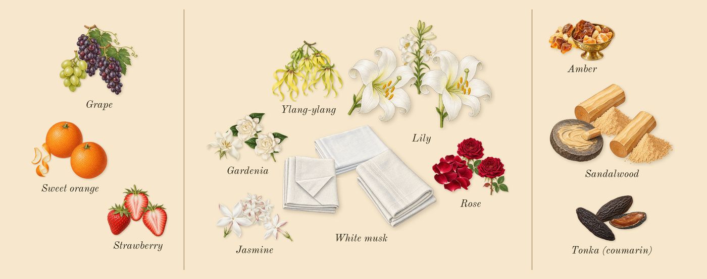 Ameerat Al Arab Prive Rose’s scent picture, a draft: strawberry, grape, sweet orange, rose, white musk, gardenia drawn so far; dashed outlines where nothing is drawn yet