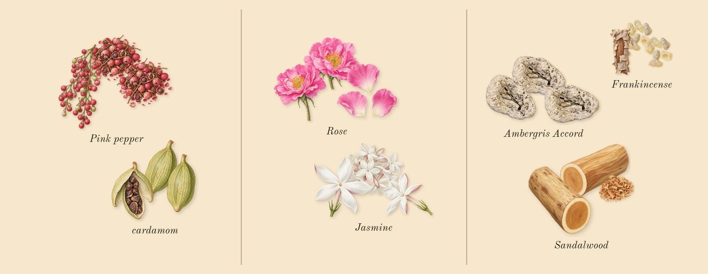 Ashore’s scent picture, a draft: pink pepper, cardamom, jasmine, rose, ambergris accord, frankincense drawn so far; dashed outlines where nothing is drawn yet