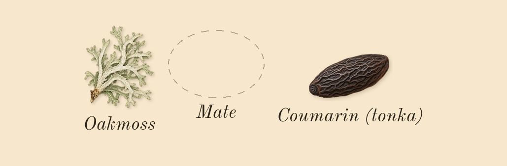 Chrome, dry-down: Mate, Oakmoss, Coumarin (tonka)