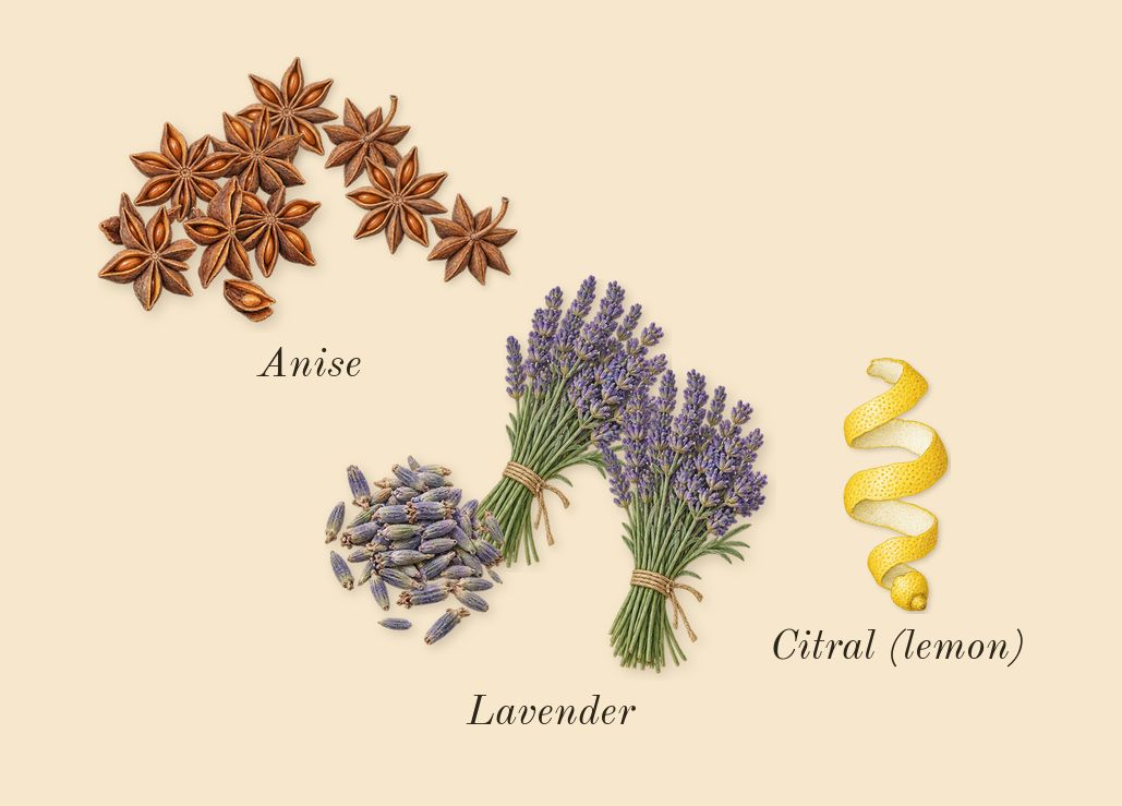 Pour Homme, top notes: Anise, Lavender, Citral (lemon)