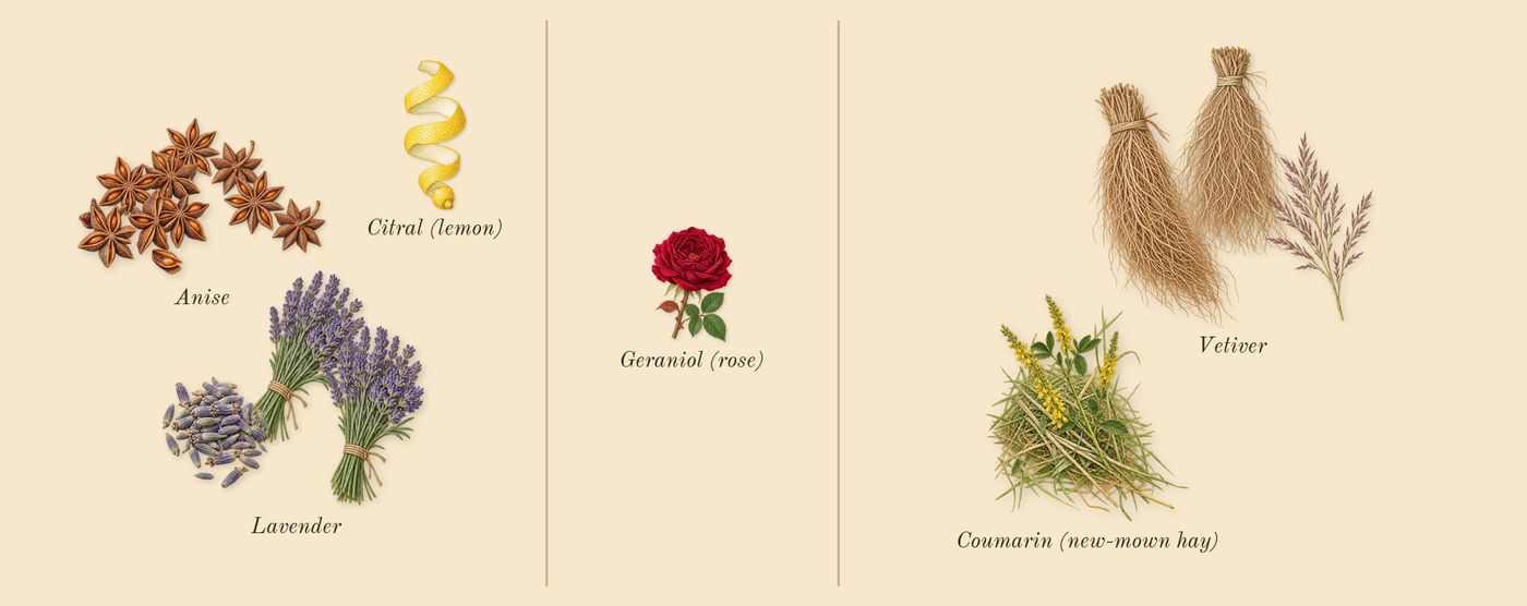 Pour Homme’s scent picture, a draft: anise, lavender, vetiver, coumarin (new-mown hay), citral (lemon), geraniol (rose) drawn so far; dashed outlines where nothing is drawn yet