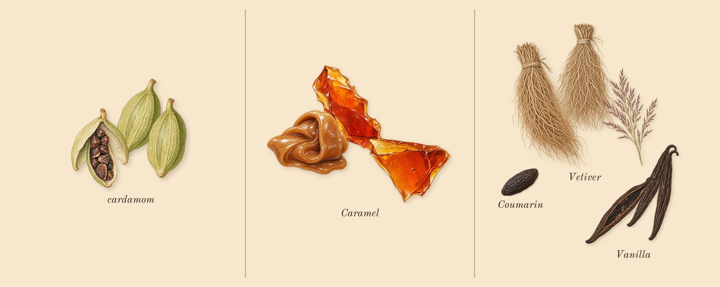 The Most Wanted’s scent picture, a draft: cardamom, caramel, vanilla, vetiver, coumarin drawn so far; dashed outlines where nothing is drawn yet
