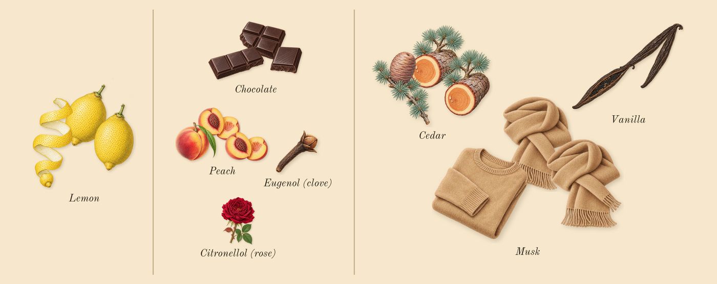 Dahaab Saafi’s scent picture, a draft: chocolate, peach, lemon, musk, vanilla, cedar drawn so far; dashed outlines where nothing is drawn yet