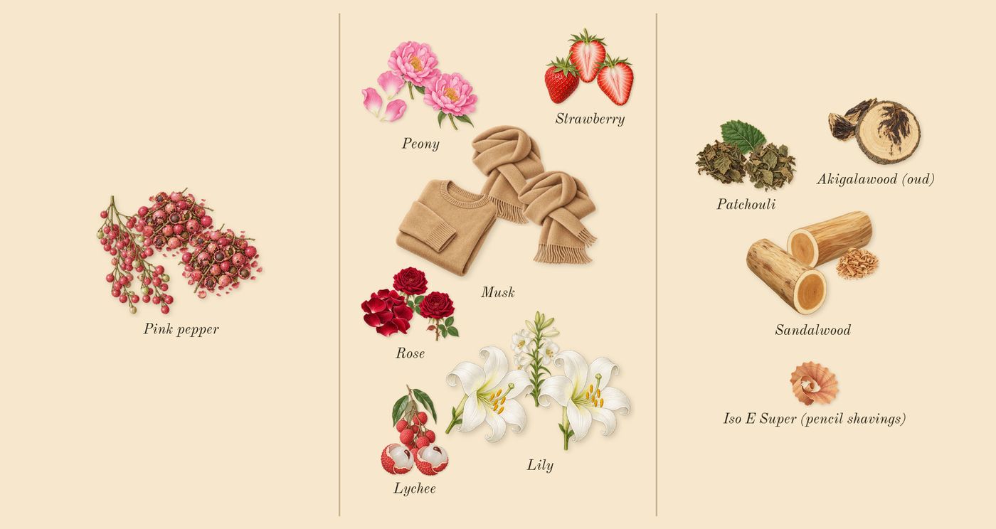 Destin de Balmain’s scent picture, a draft: strawberry, peony, sandalwood, patchouli, musk, rose drawn so far; dashed outlines where nothing is drawn yet