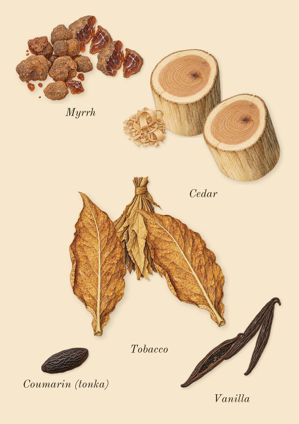 Ébène, dry-down: Myrrh, Tobacco, Cedar, Vanilla, Coumarin (tonka)