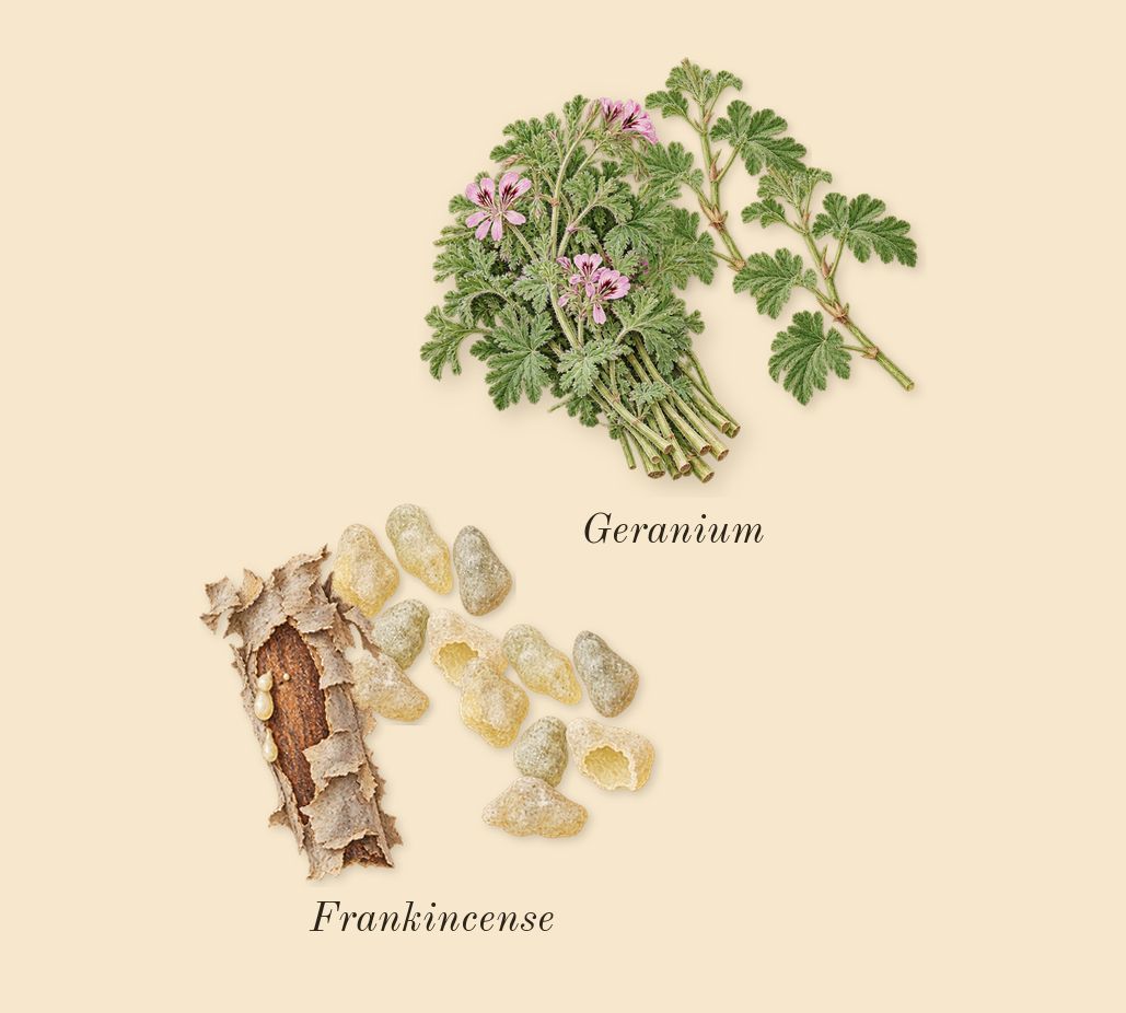Ébène, top notes: Frankincense, Geranium