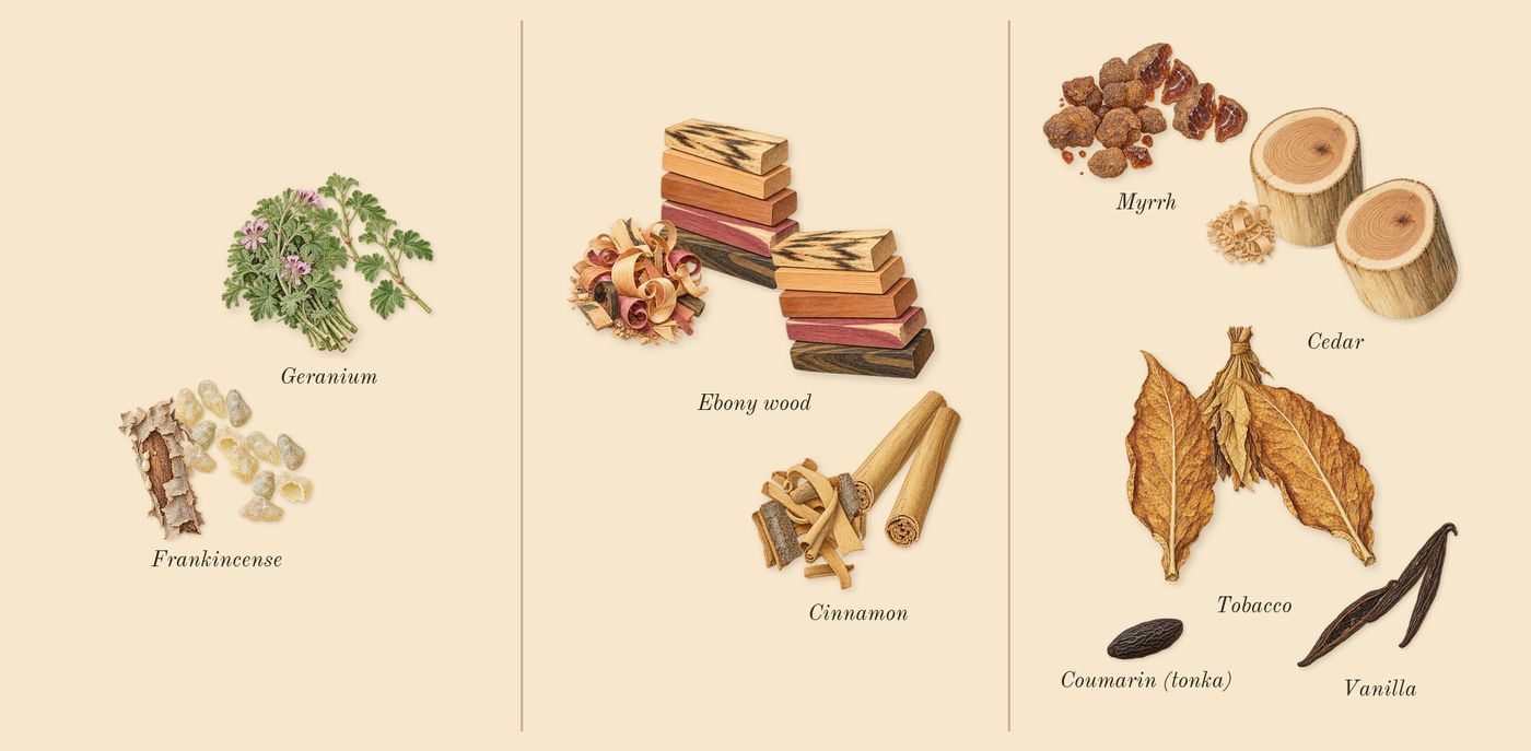 Ébène’s scent picture, a draft: ebony wood, myrrh, tobacco, frankincense, geranium, cedar drawn so far; dashed outlines where nothing is drawn yet