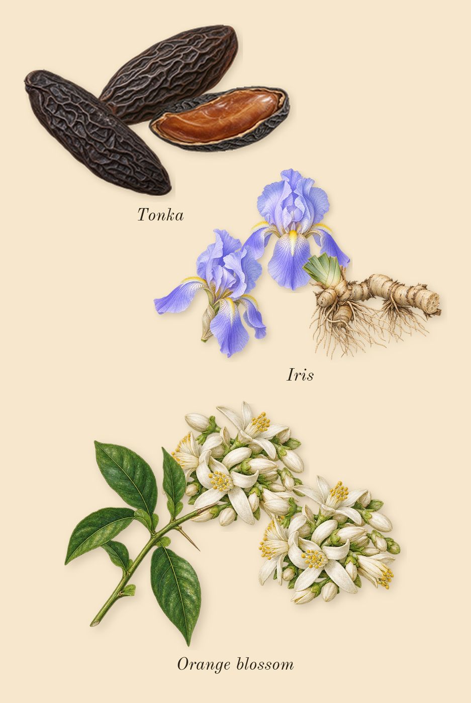 312 Saint-Honoré, heart: Orange blossom, Tonka, Iris