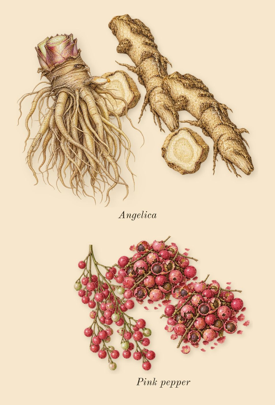 312 Saint-Honoré, top notes: Pink pepper, Angelica