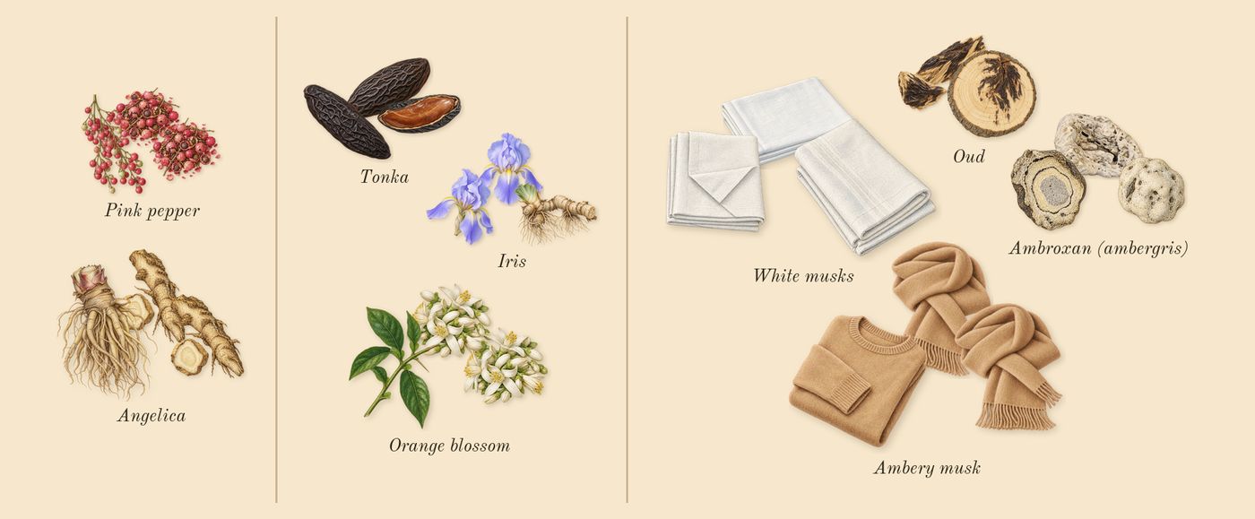 312 Saint-Honoré’s scent picture, a draft: pink pepper, angelica, orange blossom, tonka, iris, ambroxan (ambergris) drawn so far; dashed outlines where nothing is drawn yet