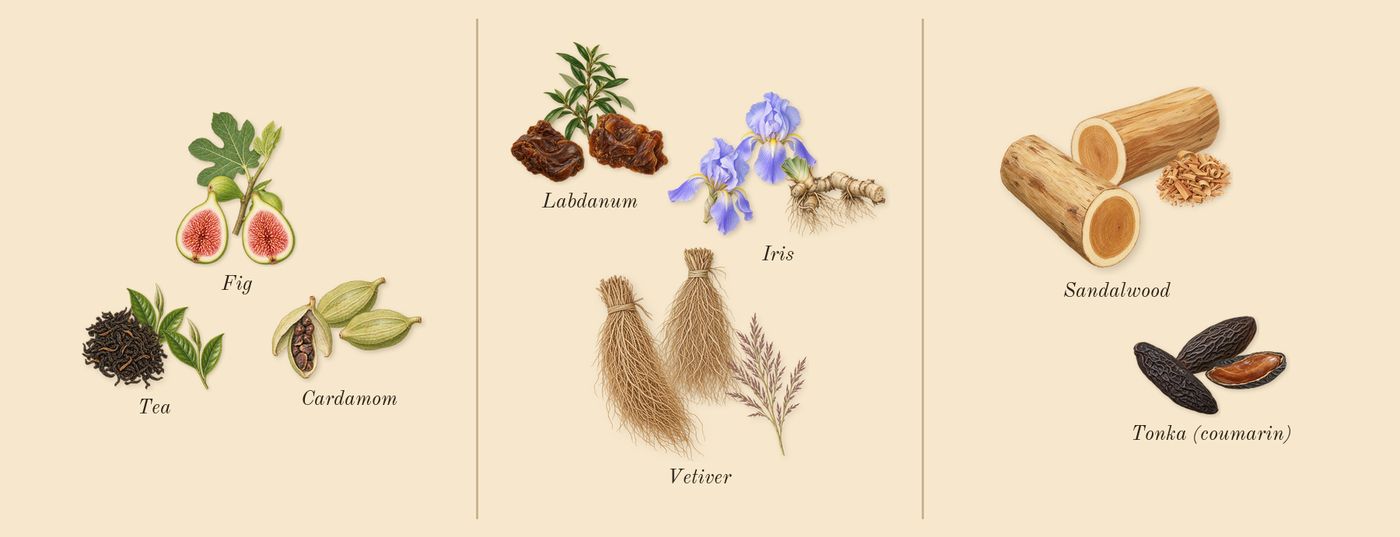 Gris Charnel’s scent picture, a draft: fig, tea, cardamom, iris, vetiver, sandalwood drawn so far; dashed outlines where nothing is drawn yet