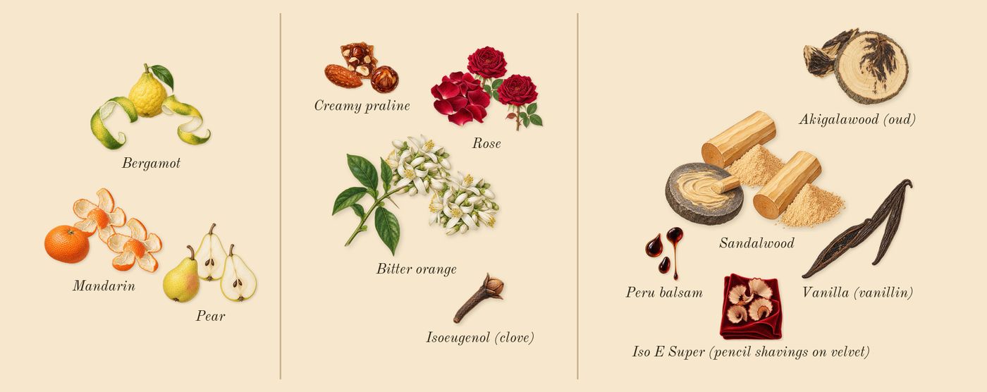 Impadia’s scent picture, a draft: mandarin, bergamot, pear, rose, bitter orange, akigalawood (oud) drawn so far; dashed outlines where nothing is drawn yet