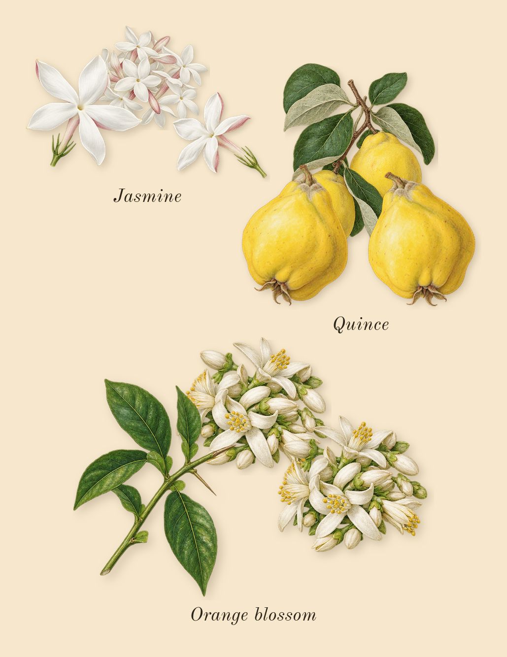 Pas ce Soir, heart: Jasmine, Quince, Orange blossom