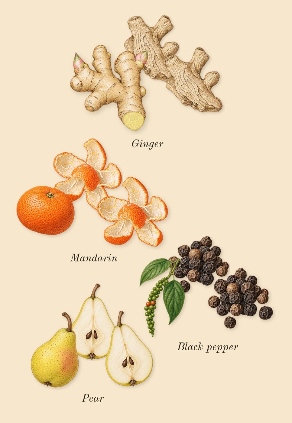 Pas ce Soir, top notes: Black pepper, Ginger, Mandarin, Pear