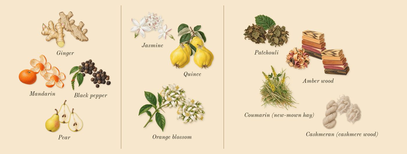 Pas ce Soir’s scent picture, a draft: black pepper, ginger, mandarin, pear, jasmine, quince drawn so far; dashed outlines where nothing is drawn yet