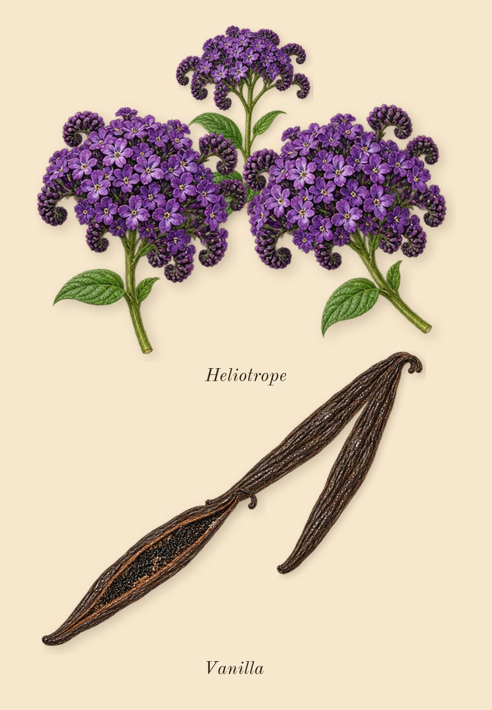 Rouge Smoking, heart: Vanilla, Heliotrope