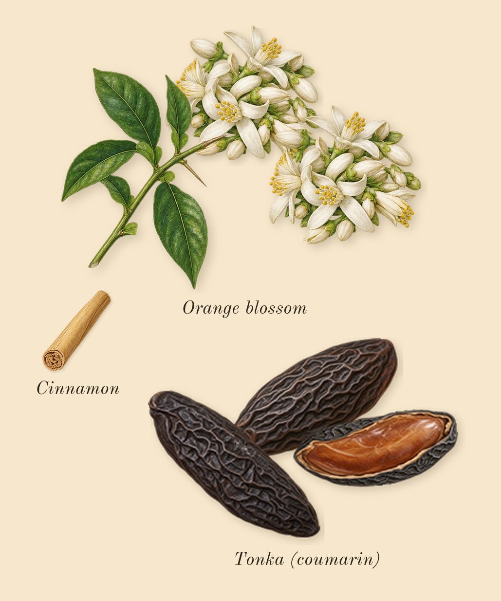 Velvet Tonka, heart: Orange blossom, Tonka (coumarin), Cinnamon