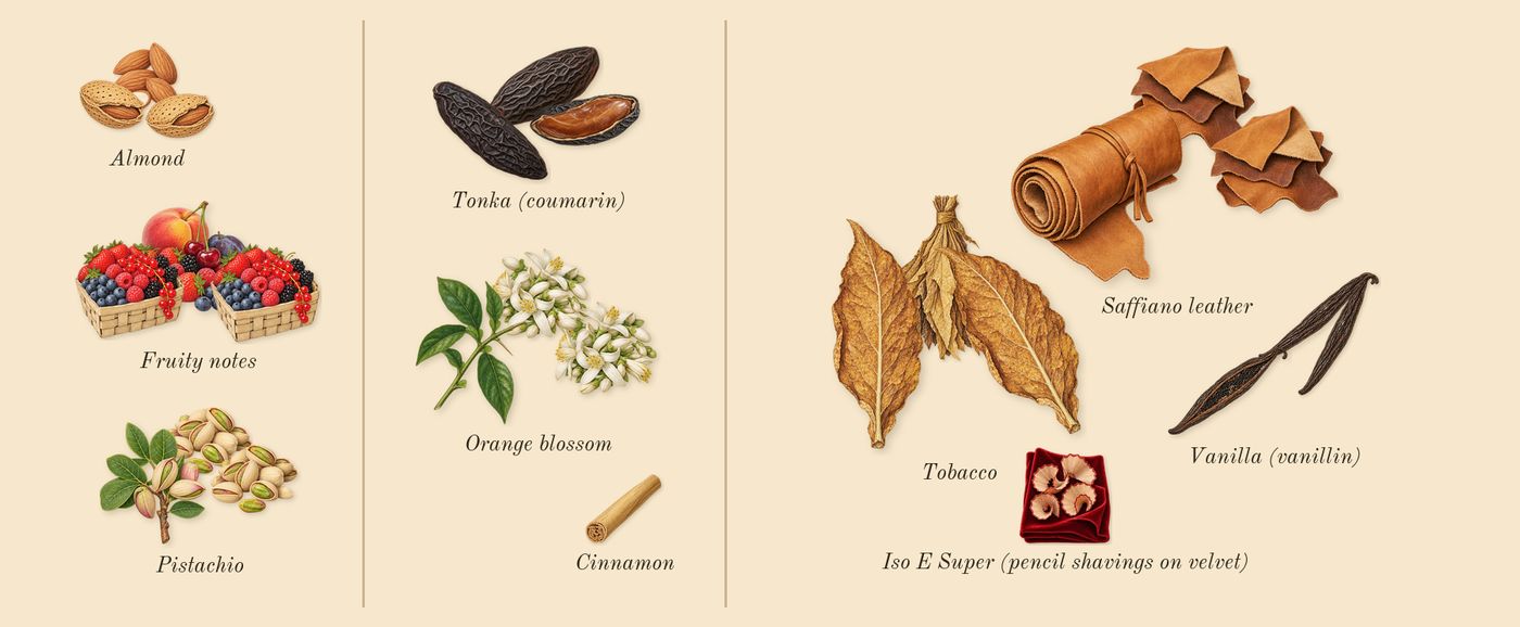 Velvet Tonka’s scent picture, a draft: pistachio, fruity notes, orange blossom, tonka (coumarin), vanilla (vanillin), tobacco drawn so far; dashed outlines where nothing is drawn yet