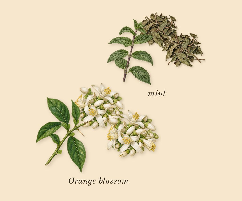 Beach Hut Man, top notes: mint, Orange blossom