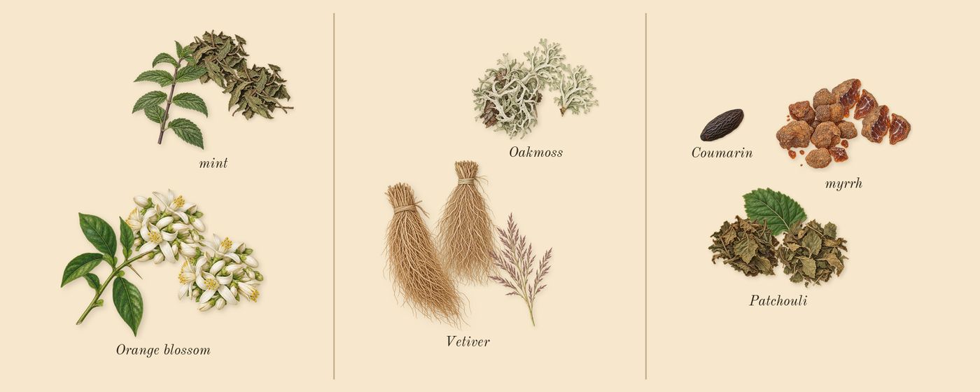 Beach Hut Man’s scent picture, a draft: mint, orange blossom, vetiver, oakmoss, patchouli, myrrh drawn so far; dashed outlines where nothing is drawn yet