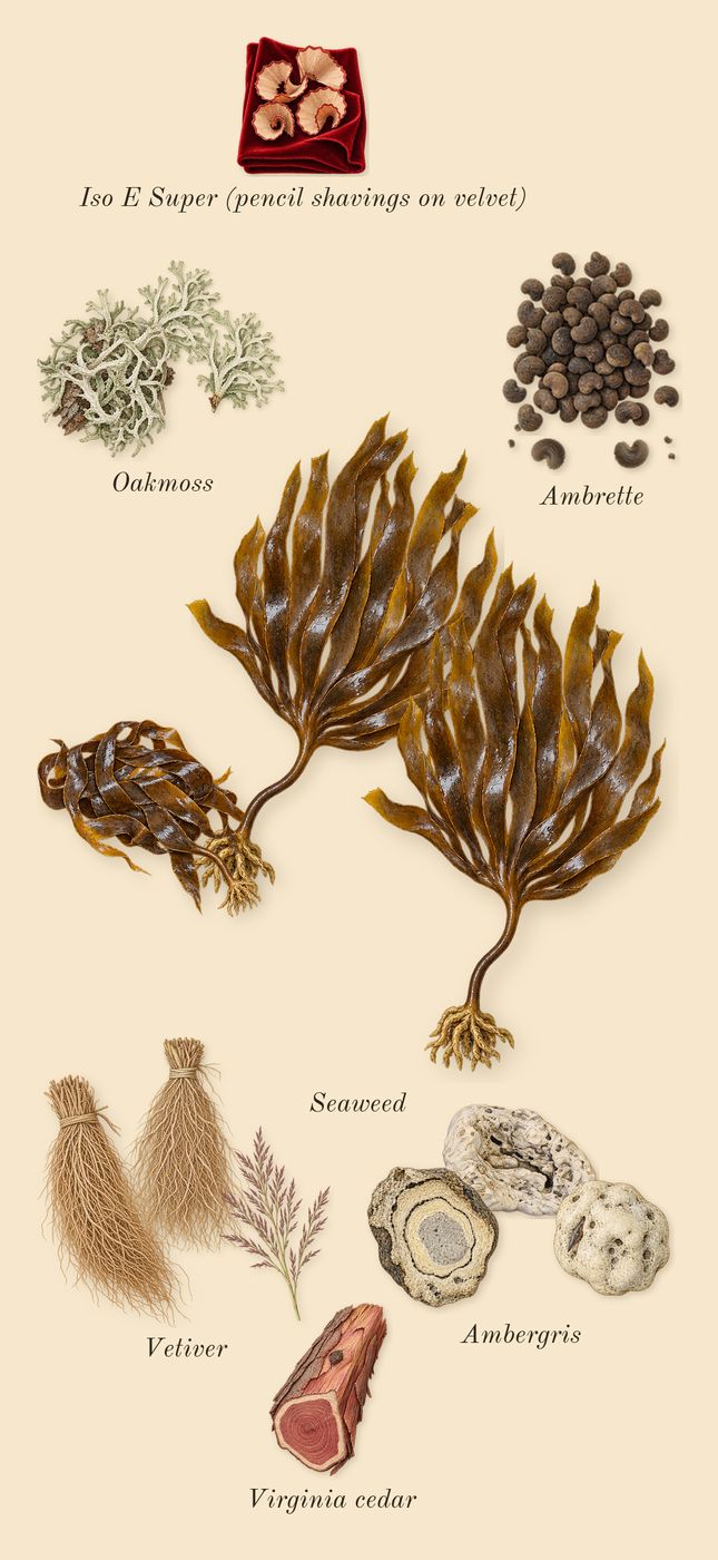 Cape Wrath, dry-down: Ambergris, Vetiver, Ambrette, Seaweed, Oakmoss, Virginia cedar, Iso E Super (pencil shavings on velvet)