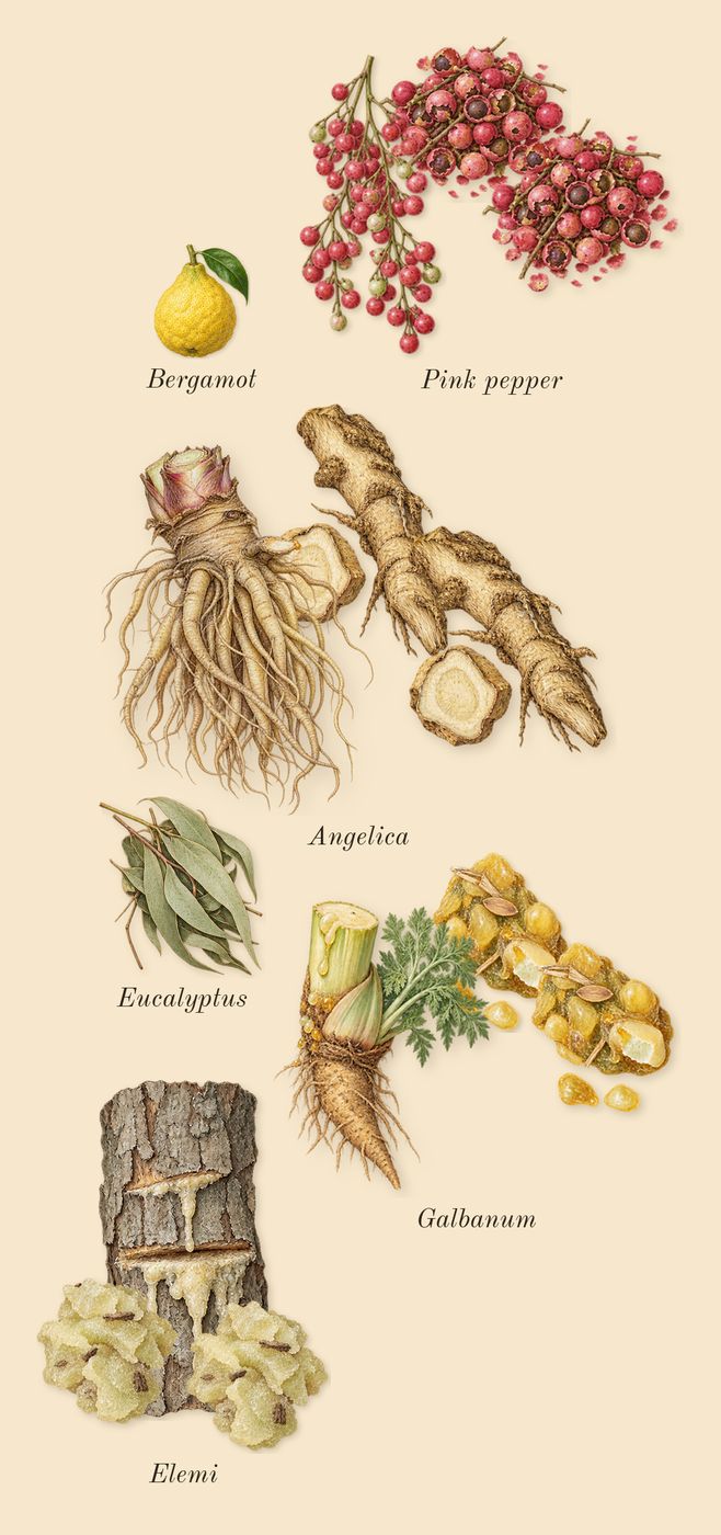 Cape Wrath, top notes: Pink pepper, Elemi, Galbanum, Angelica, Bergamot, Eucalyptus