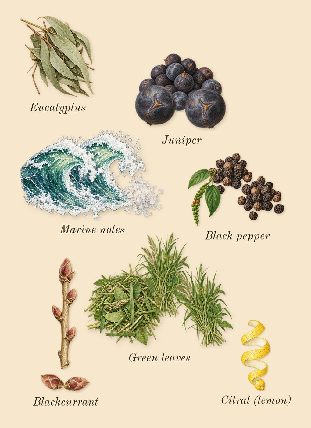Fathom V, top notes: Juniper, Blackcurrant, Green leaves, Marine notes, Black pepper, Eucalyptus, Citral (lemon)