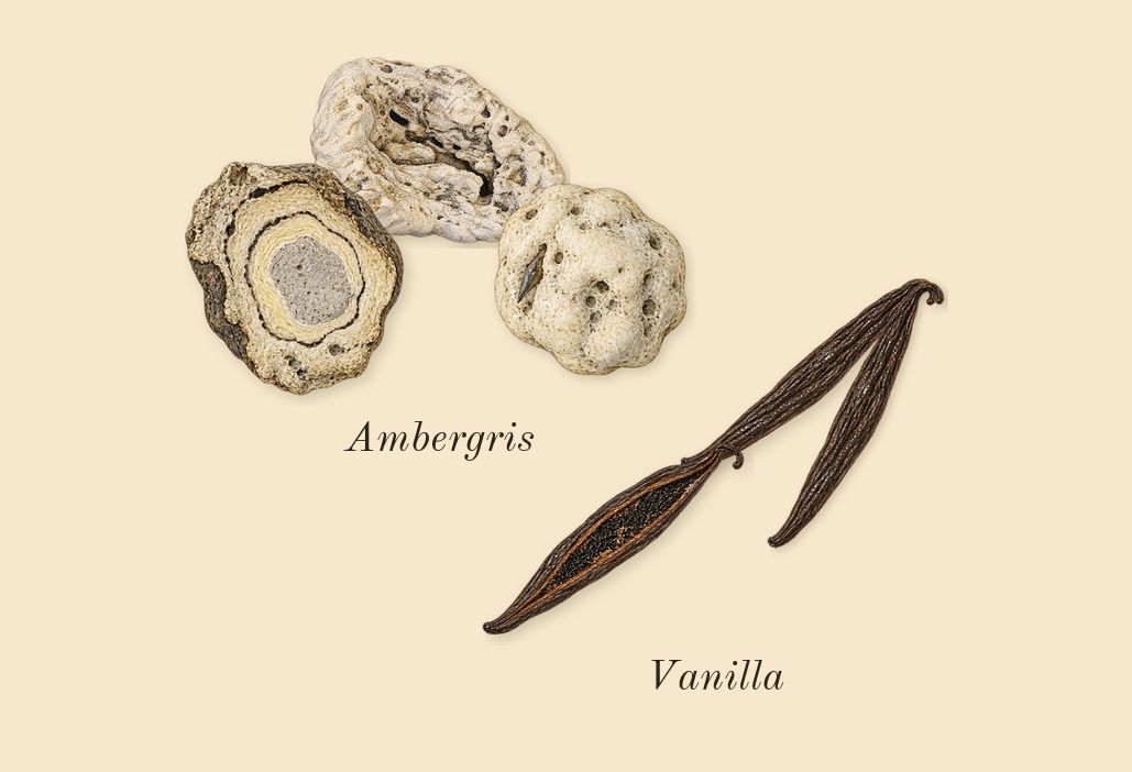 Honey Oud, dry-down: Vanilla, Ambergris