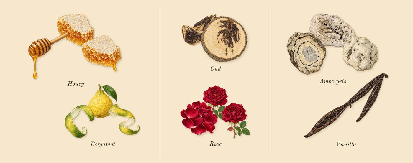 Honey Oud’s scent picture, a draft: honey, bergamot, rose, oud, vanilla, ambergris drawn so far; dashed outlines where nothing is drawn yet